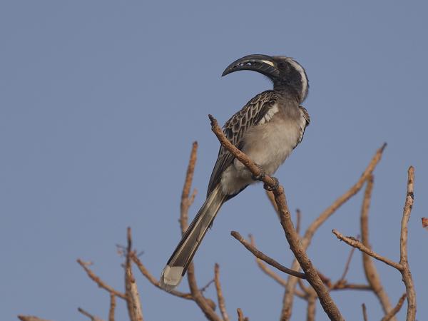 <h3><a href="/trips/gambia/biota/animalia/chordata/aves/038 bucerotiformes/003 bucerotidae/tockus nasutus/tockus nasutus-nl.html">Tockus&nbsp;nasutus</a> / African&nbsp;grey&nbsp;hornbill / Grijze&nbsp;tok</h3>OM-1 Mark II met OLYMPUS M.150-400mm F4.5, 1/2000 sec  bij F4.5, ISO 200, afstand 28.7&nbsp;m